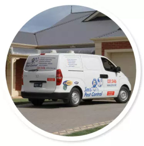 Bee removal Newcastle